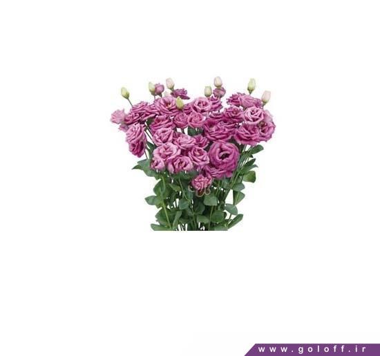 دسته گل زیبا برای دوست - دسته گل لیسیانتوس رزیتا رز - Rosita | گل آف